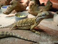 Pogona henrylawsoni
