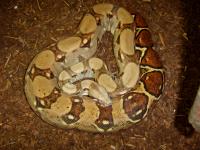 Boa con imperator Hypo