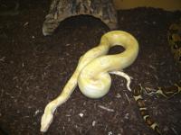 Boa con. imperator B.Sharp Albino