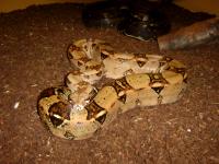 Boa con. imperator Mix