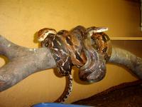 Boa con. imperator Honduras