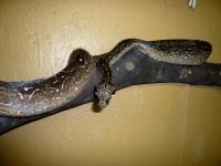 Boa con. occidentalis 
