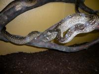 Boa.con.occidentalis