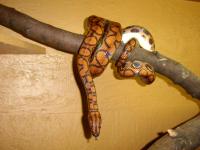 Epicrates cenchria cenchria
