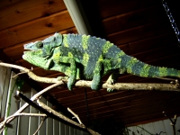Ch.melleri 