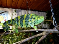 Ch.melleri