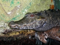 Paleosuchus palpebrosus