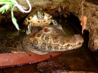 Paleosuchus palpebrosus