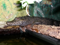 Paleosuchus palpebrosus