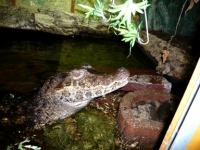 Paleosuchus palpebrosus