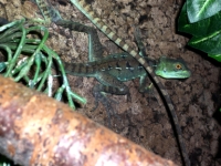 Basiliscus plumifrons