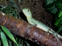 Basiliscus plumifrons