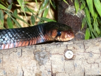 Drymarchon couperi