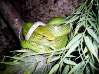Gonyosoma oxycephala