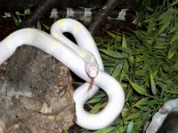 Lampropeltis getula californiae Albino