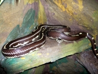 Lampropeltis getula californiae Striped