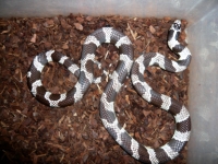 Lampropeltis getula californiae