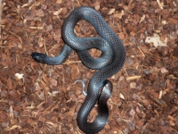 Lampropeltis getula nigrita