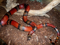 Lampropeltis tri. hondurensis