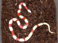 Lampropeltis tri. nelsoni Albino