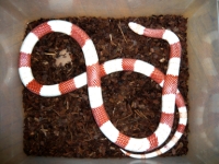 Lampropeltis tri.hondurensis Albino