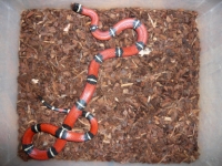 Lampropeltis tri.nelsoni