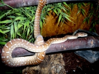 Morelia bredli
