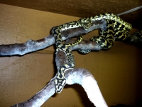 Morelia spilota cheynei