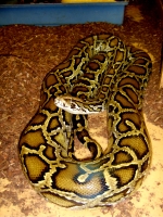 P.molurus bivittatus