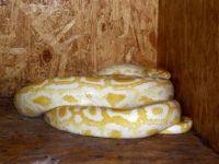 P.molurus bivittatus Albino