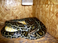 P.molurus bivittatus