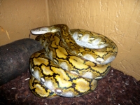 P.reticulatus Kayuadi-Dwarf