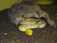 P.reticulatus Lavender-Albino