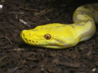 P.reticulatus Lavender-Albino
