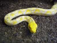 P.reticulatus Lavender-Albino