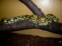 P.reticulatus Tiger het.Albino