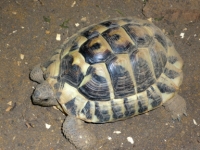 Diverse Land-und Wasserschildkr�ten( Notaufnahmen vom Tierschutzverein)