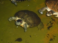 Wasserschildkr�ten