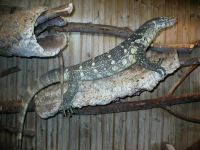 V.niloticus