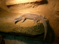 Varanus acanthurus