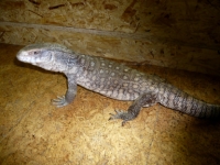Varanus exanthematicus